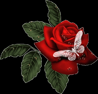 The most beautiful roses in the spring